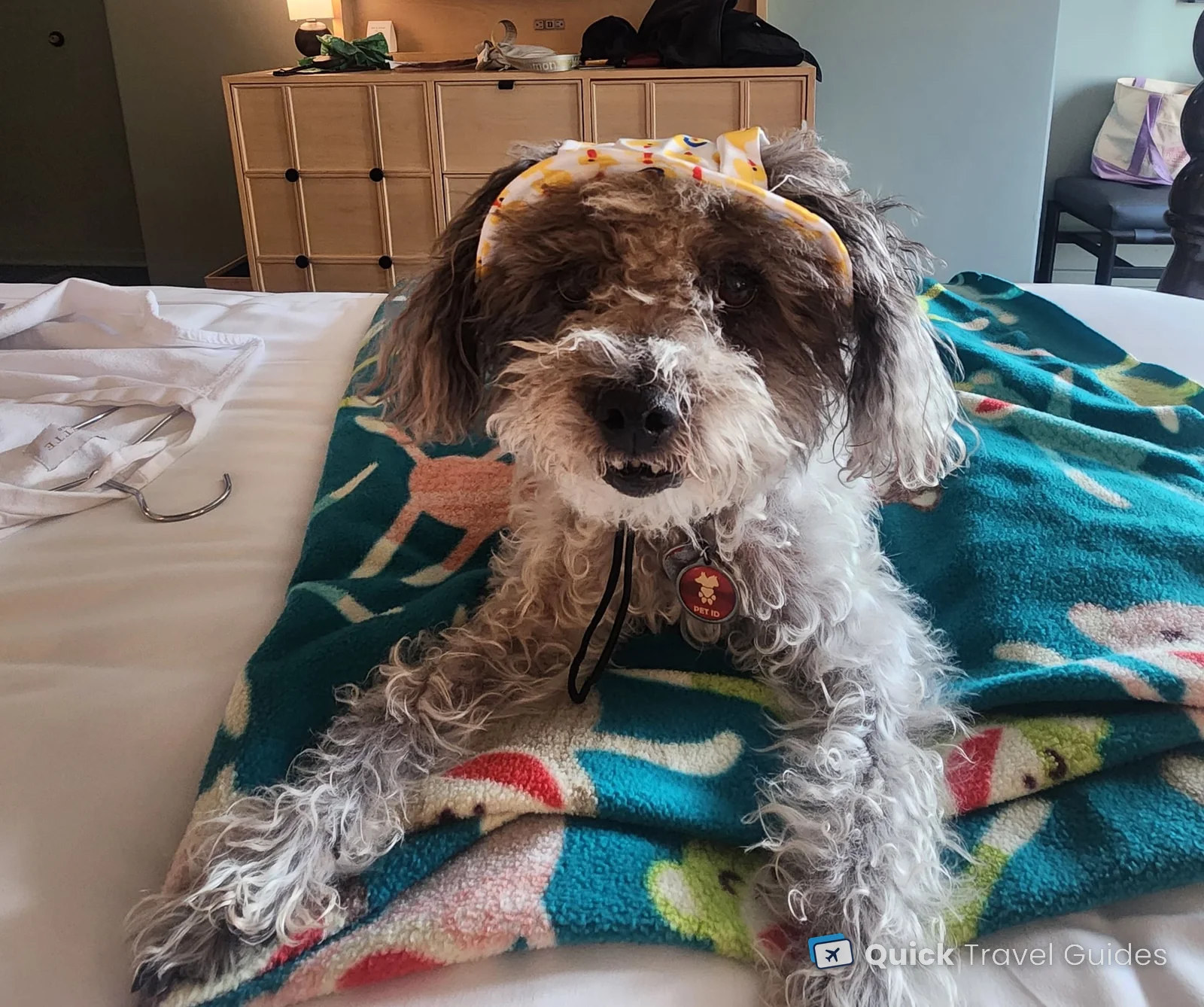 Our dog on the bed in our upgraded room at the Kimpton Canary in Santa Barbara