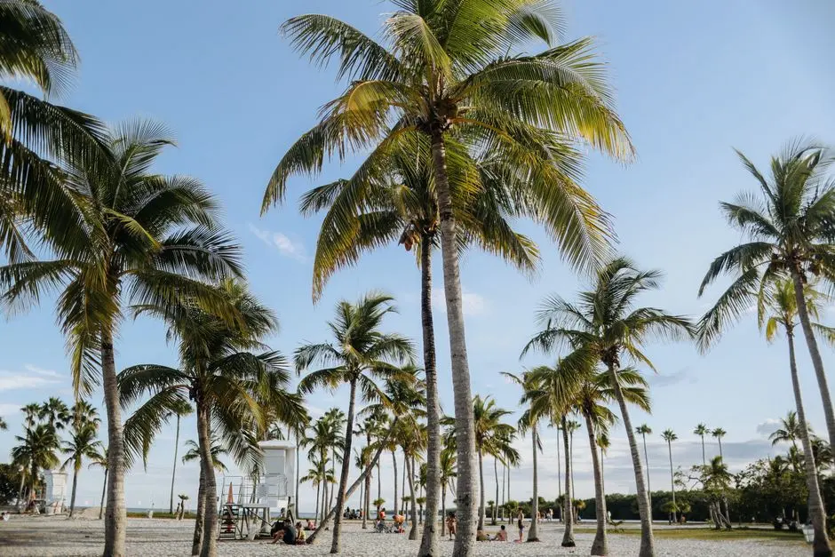 A view of Palm Beach